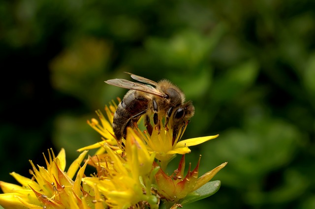 bee-790352_640