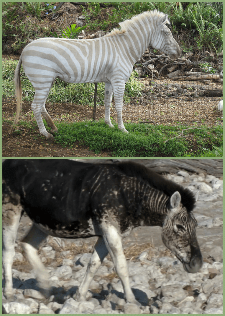 albinozebra.png