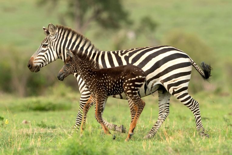 spotted zebra.jpg