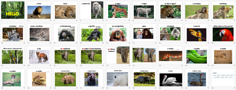 Wild animals_photos_discussion.png